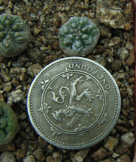 Aztekium ritteri - Cactusi - raritati