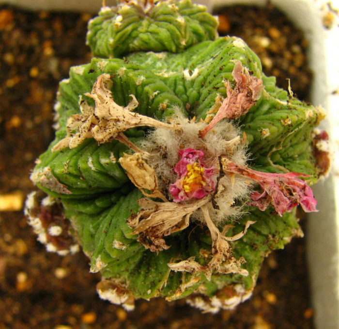 Aztekium ritteri - Cactusi - raritati
