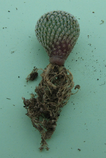 Epithelantha bokei v. unguispina, Lau1022