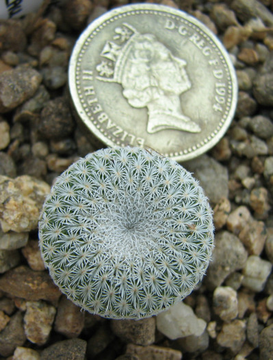 Epithelantha bokei v. unguispina, Lau1022 - Cactusi - raritati