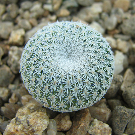 Epithelantha bokei v. unguispina, Lau1022 - Cactusi - raritati