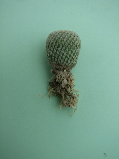 Epithelantha cryptica SB 321 - Cactusi - raritati