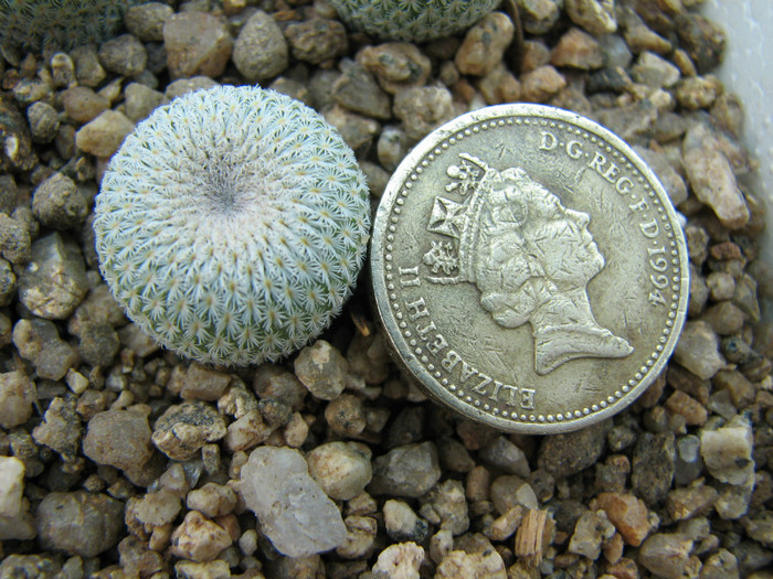 Epithelantha cryptica SB 321 - Cactusi - raritati