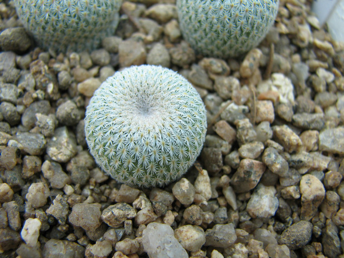 Epithelantha cryptica SB 321 - Cactusi - raritati