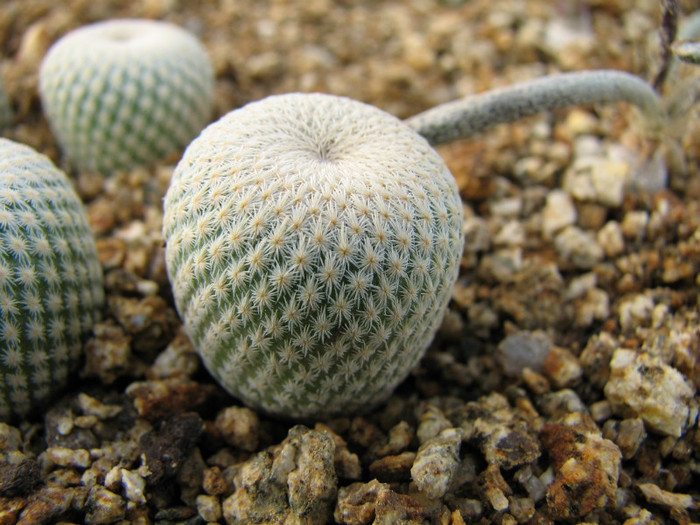 Epithelantha bokei SB416 - Cactusi - raritati