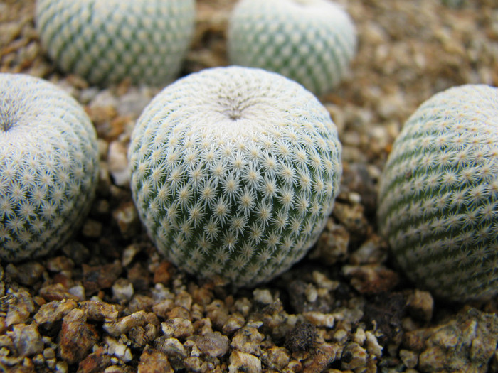 Epithelantha bokei SB416 - Cactusi - raritati