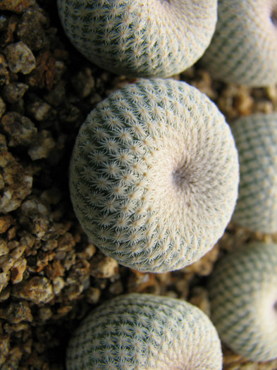 Epithelantha bokei SB845