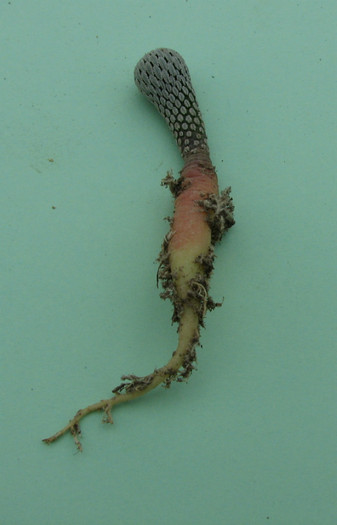 Pelecephora aselliformis - Cactusi - raritati