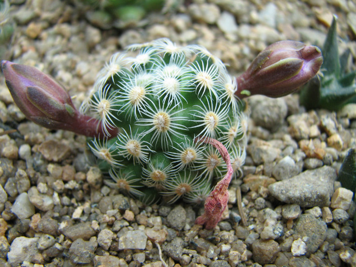 Mammillaria haudeana - Cactusi - raritati