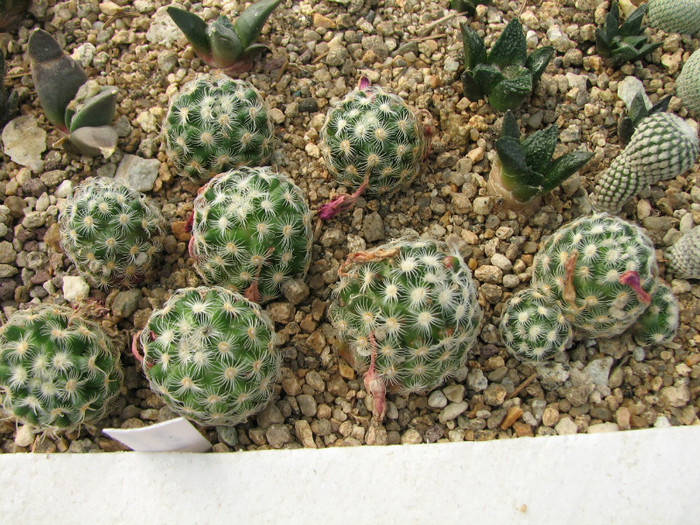 Mammillaria haudeana - Cactusi - raritati