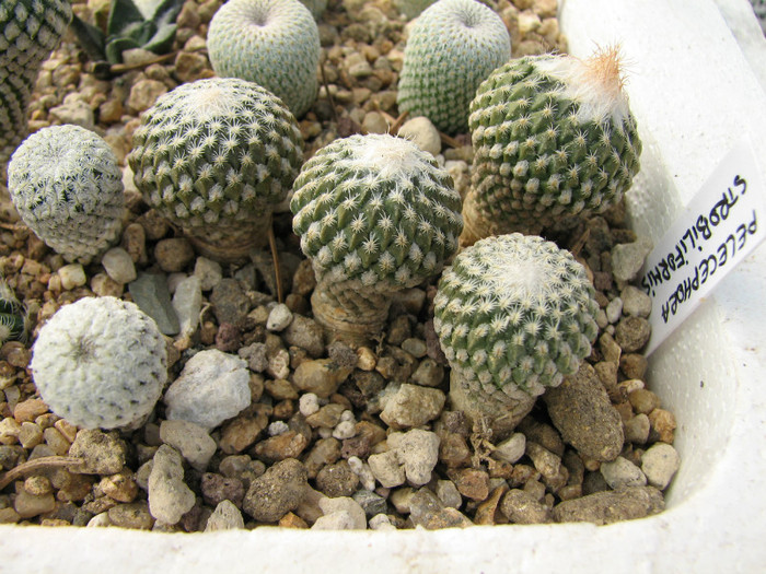 Pelecyphora strobiliformis