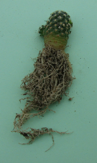 Mammillaria saboae SB 935 - Cactusi - raritati