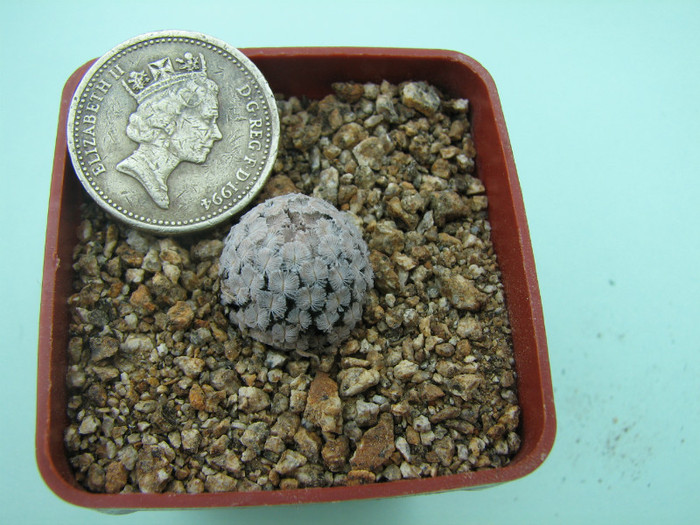 Mammillaria sanchez-mejoradae - Cactusi - raritati