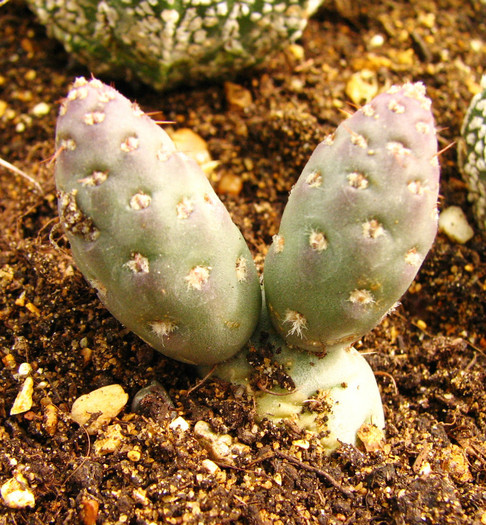 Puna mandragora - Cactusi - raritati