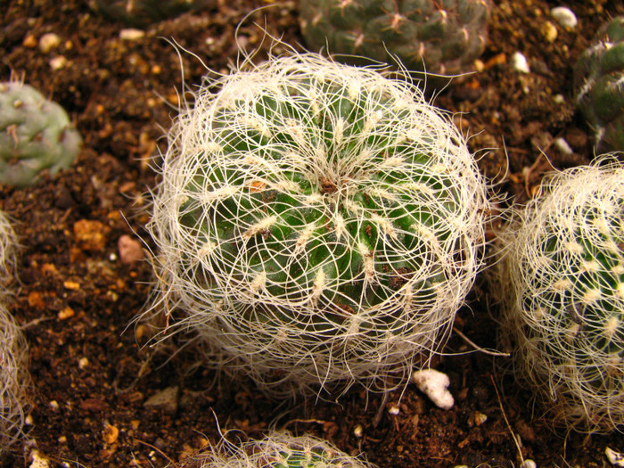 Sulcorebutia hertusi Sucre - Cactusi - raritati