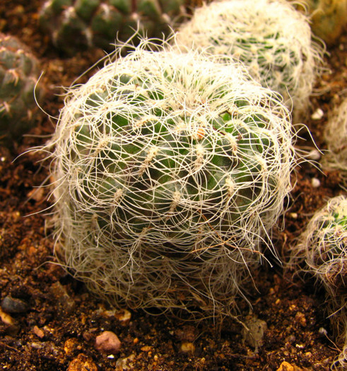 Sulcorebutia hertusi Sucre