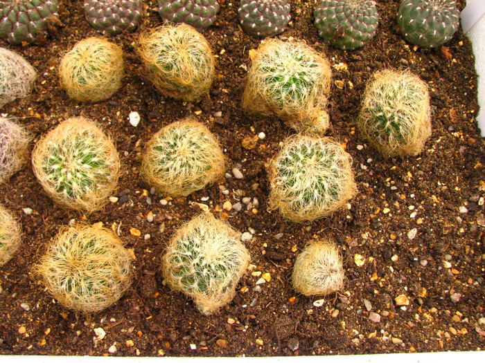 Sulcorebutia patricie - Cactusi - raritati