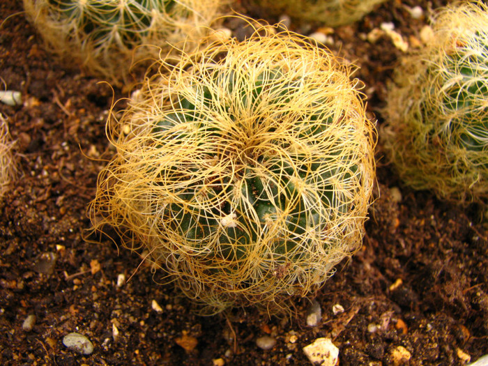 Sulcorebutia patricie - Cactusi - raritati
