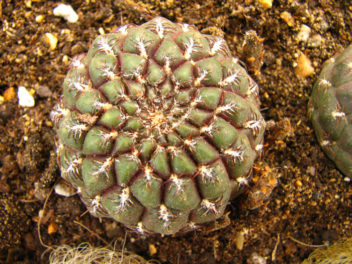 Sulcorebutia horaceki