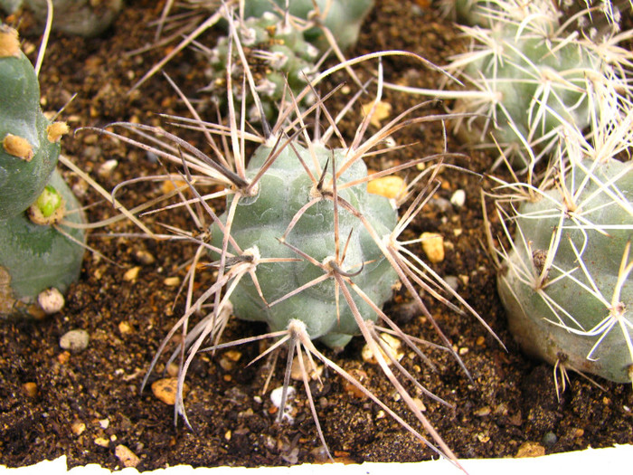 Tephrocactus alexanderi - Tephrocactus