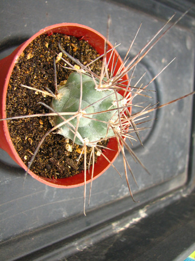 Tephrocactus alexanderi