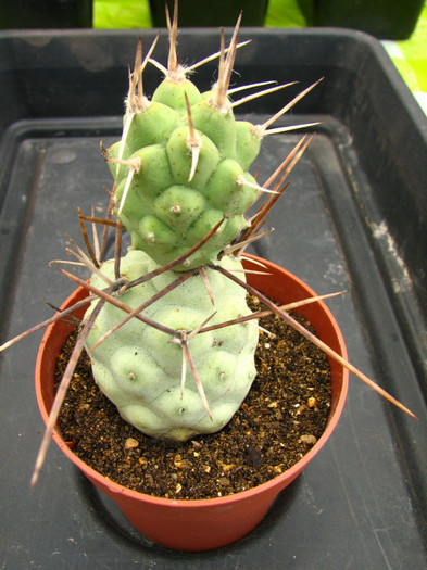 Tephrocactus aoracanthus - Tephrocactus