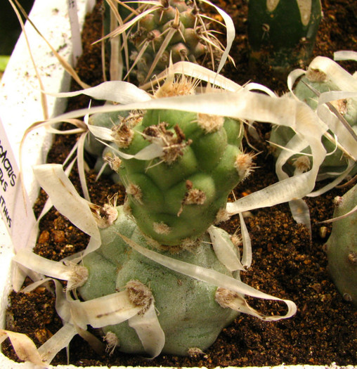 Tephrocactus articulatus papyracanthus