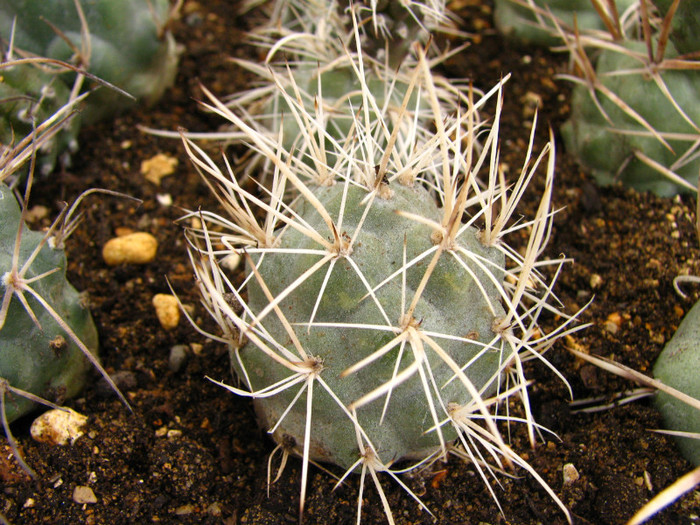 Tephrocactus bruchii