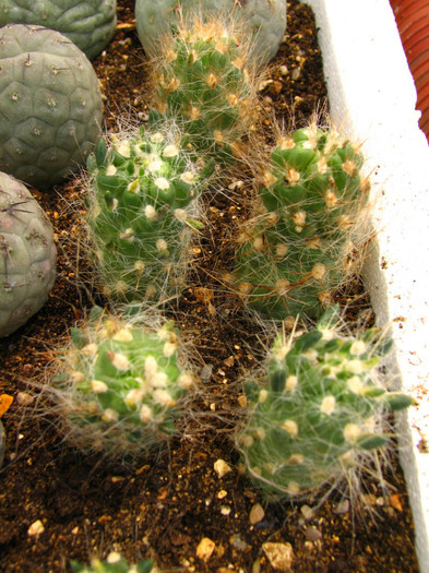 Tephrocactus flocosus