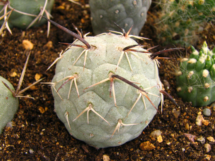 Tephrocactus geometricus