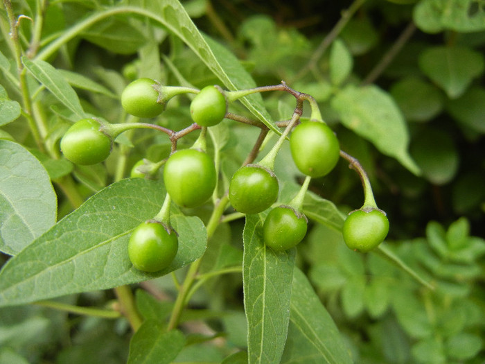 Solanum dulcamara (2012, Aug.02) - Solanum dulcamara