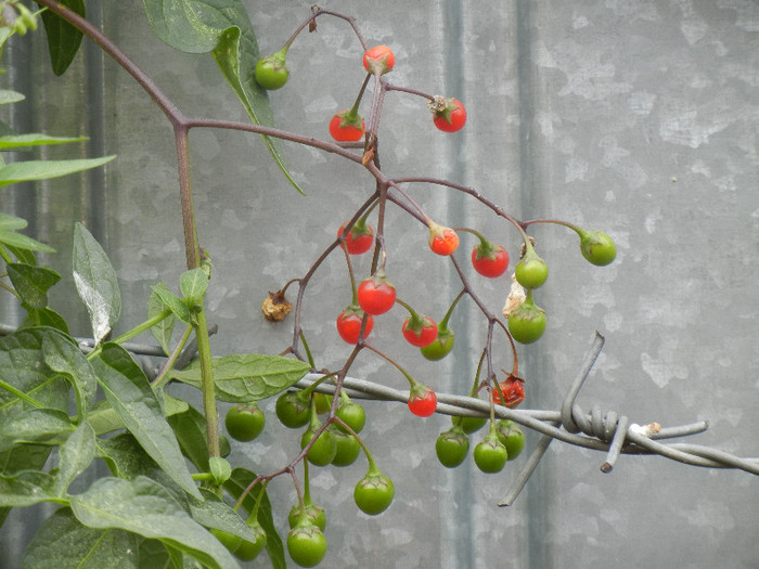 Solanum dulcamara (2012, Aug.02) - Solanum dulcamara