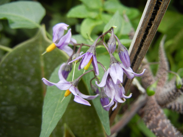 Solanum dulcamara (2012, Aug.02)