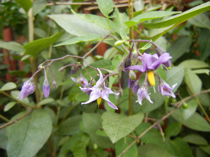 Solanum dulcamara (2012, Aug.02) - Solanum dulcamara