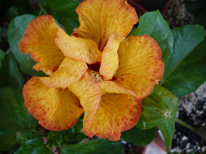 P1160588