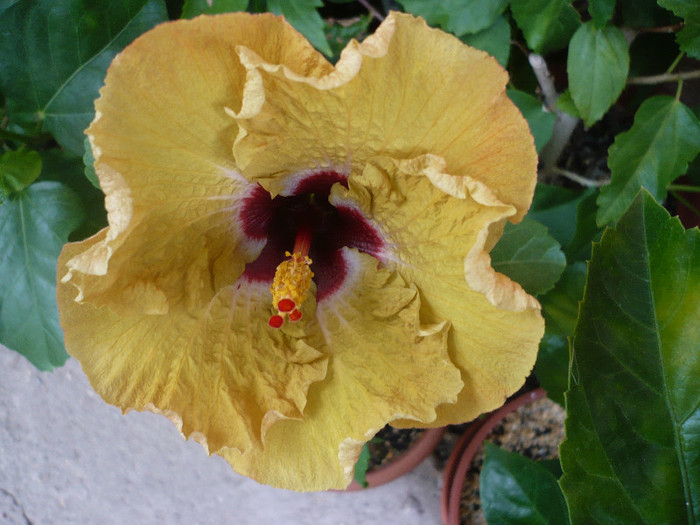 P1160592
