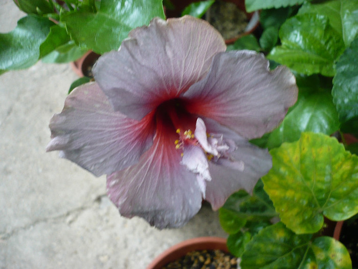 P1160593