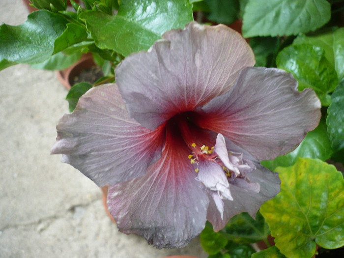 P1160595
