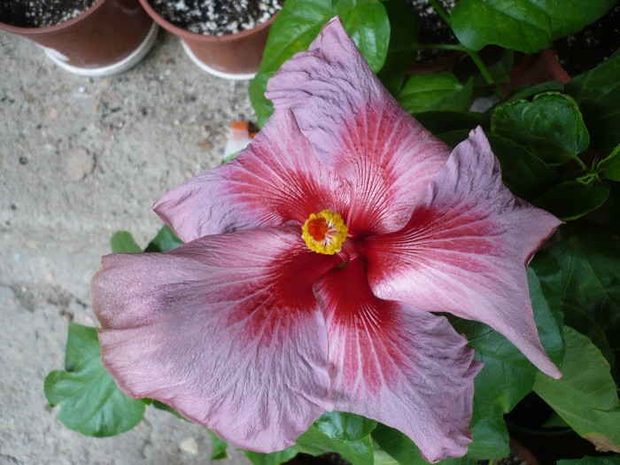 P1160599