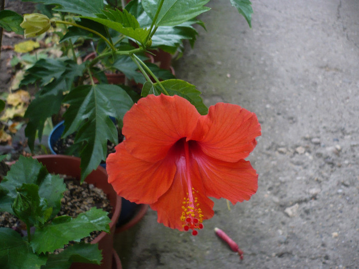 P1160604