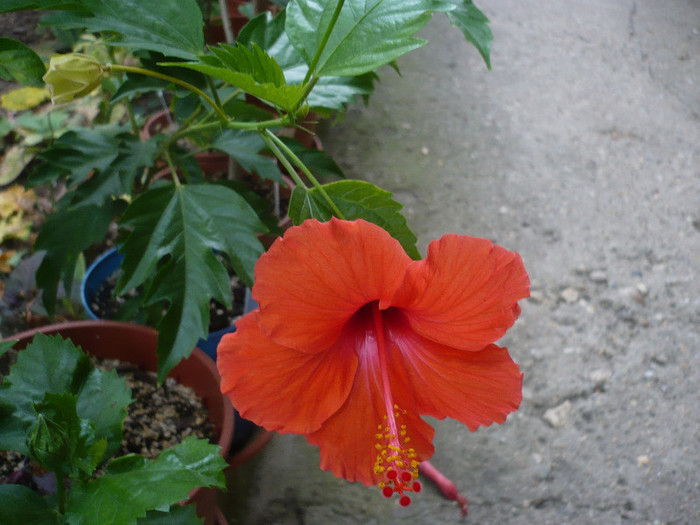 P1160605