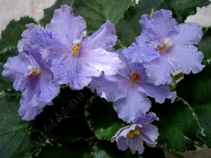 Saintpaulia Pretty Miss Kely - VIOLETE AFRICANE  - Saintpaulia