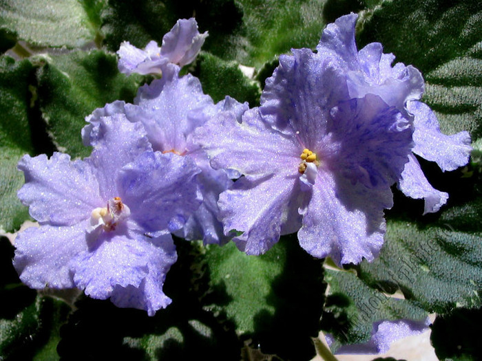 Saintpaulia Pretty Miss Kely - VIOLETE AFRICANE  - Saintpaulia