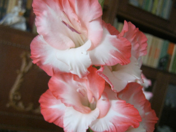 IMG_0670 - FLORI IN GLASTRA