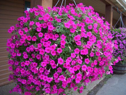 440x330_019205-wave-petunia