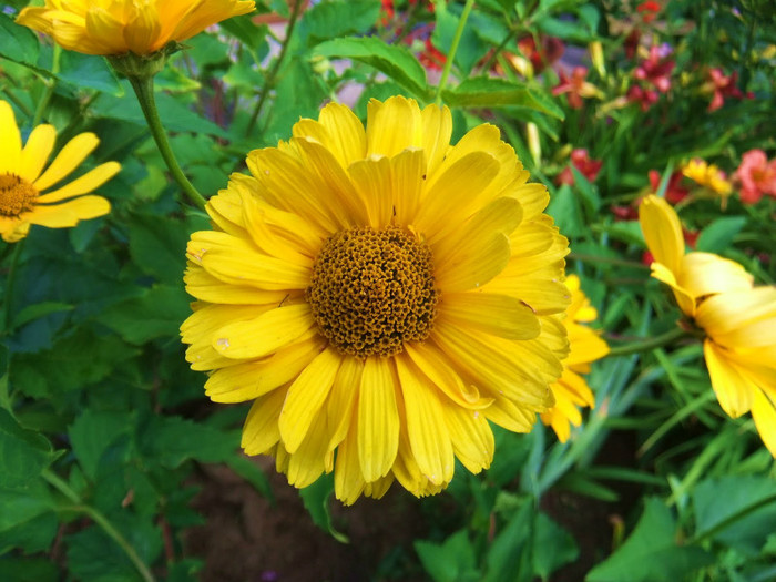 DSCF9289 - florile din gradina mea