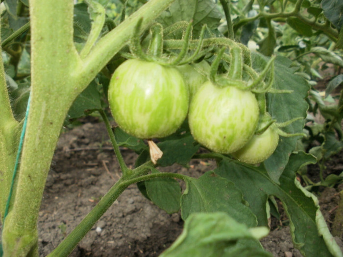 P7103321 - Gradina de legume 2012