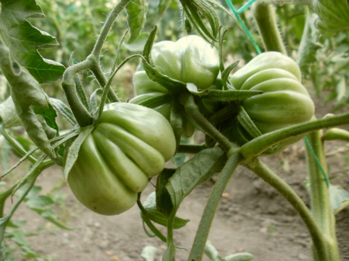P7133522 - Gradina de legume 2012