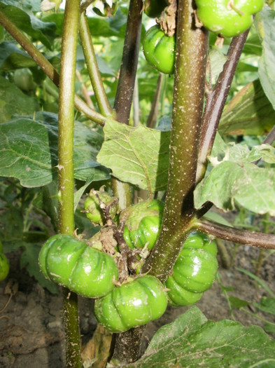 P7133580 - Gradina de legume 2012