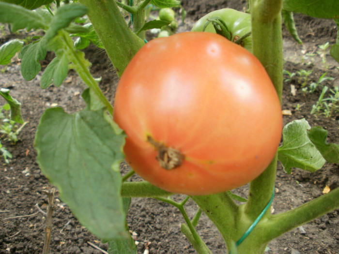 P7173882 - Gradina de legume 2012